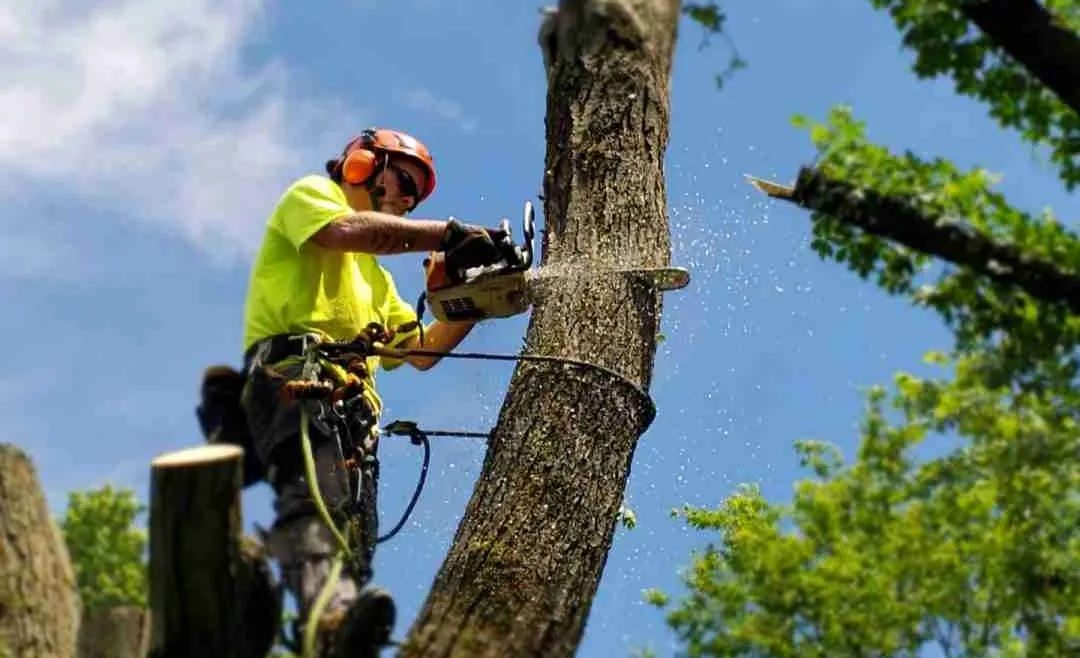 Exploring Tree Removal Services in Houston, TX