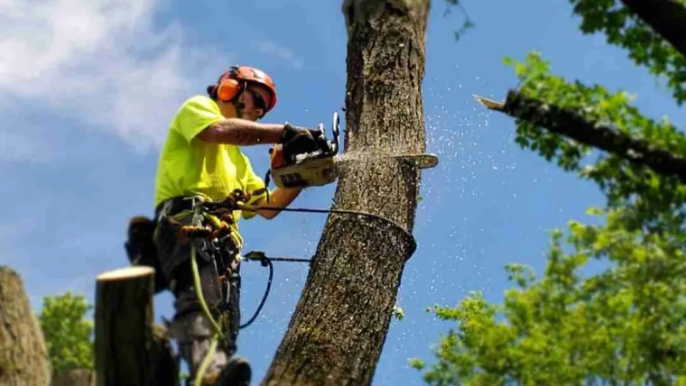 Exploring Tree Removal Services in Houston, TX