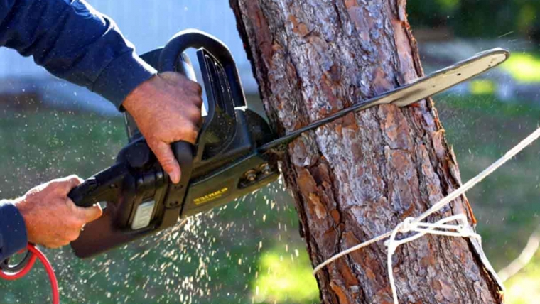 Tree Removal Services in Houston, TX: A Comprehensive Guide