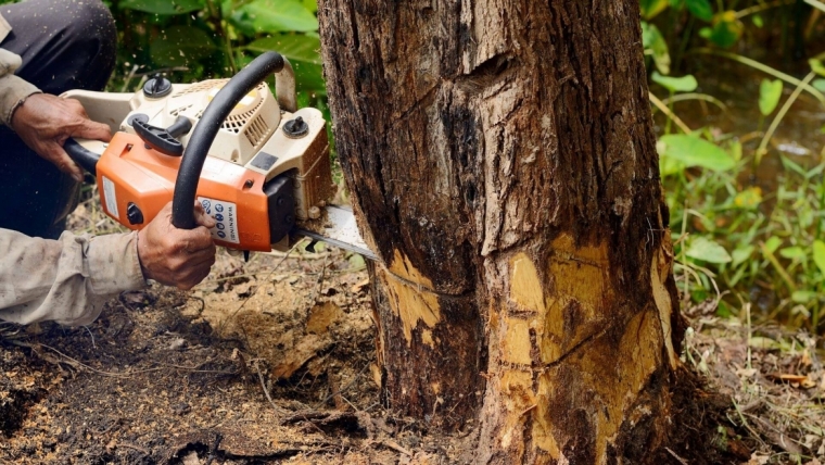 The Ultimate Guide to Stump Removal Services in Houston, TX
