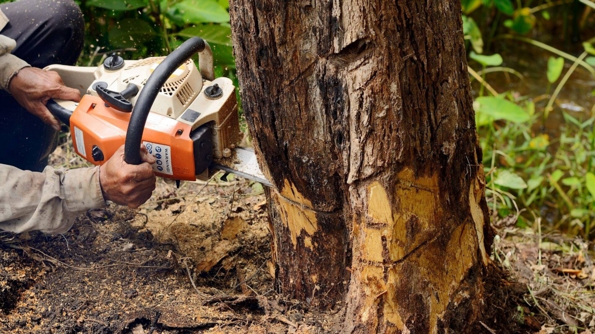 The Essential Guide to Professional Tree Removal Services in Houston, TX