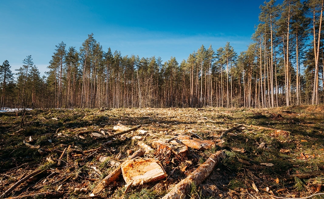 Land Clearing in Spring, TX: Preparing Your Property for a Fresh Start