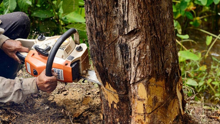 Tree Removal Services in Houston, TX by The J Team Tree Service
