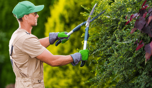 The Benefits of Regular Tree Maintenance
